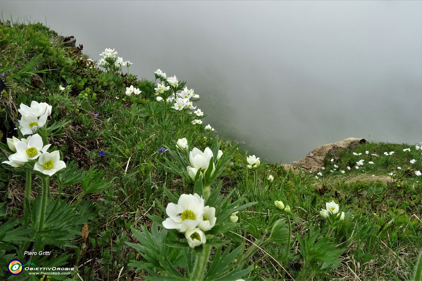 23 Anemone narcissino (anemone narcissiflora).JPG